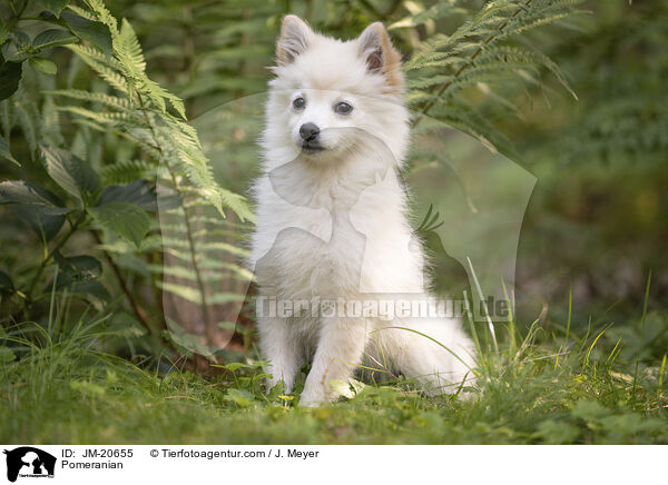 Zwergspitz / Pomeranian / JM-20655