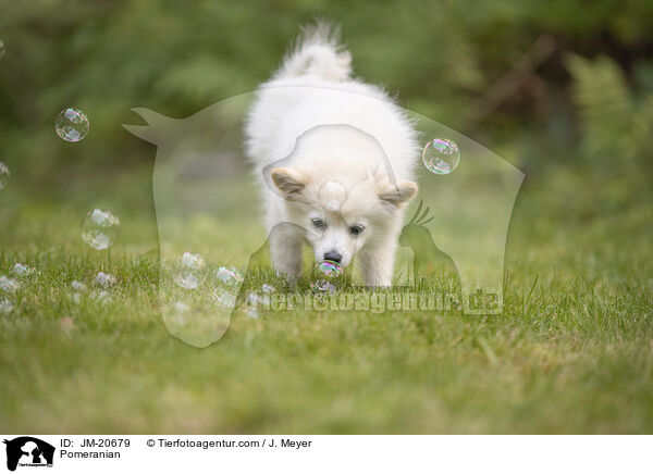 Zwergspitz / Pomeranian / JM-20679