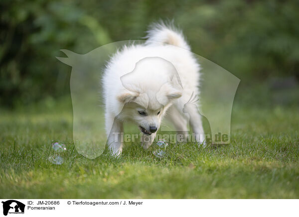 Zwergspitz / Pomeranian / JM-20686