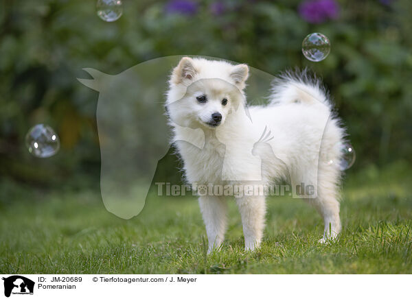 Zwergspitz / Pomeranian / JM-20689