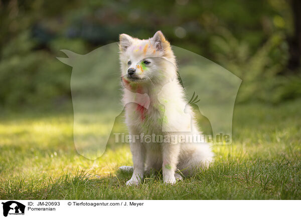 Zwergspitz / Pomeranian / JM-20693