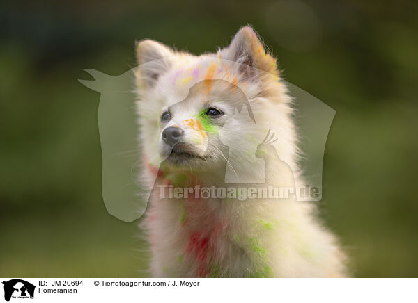 Zwergspitz / Pomeranian / JM-20694