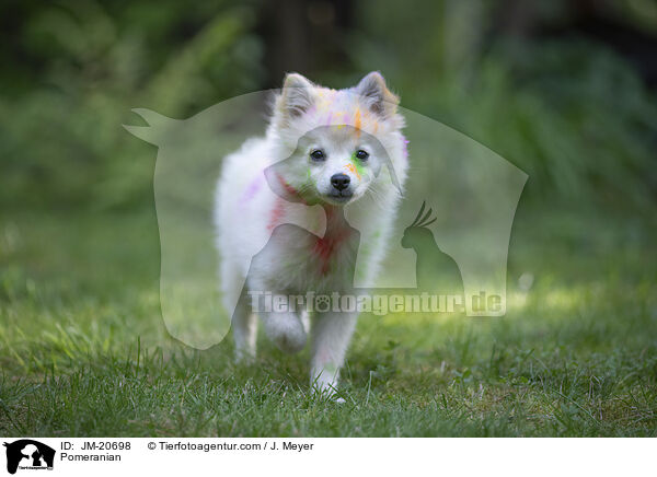 Zwergspitz / Pomeranian / JM-20698