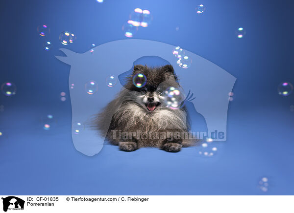 Zwergspitz / Pomeranian / CF-01835