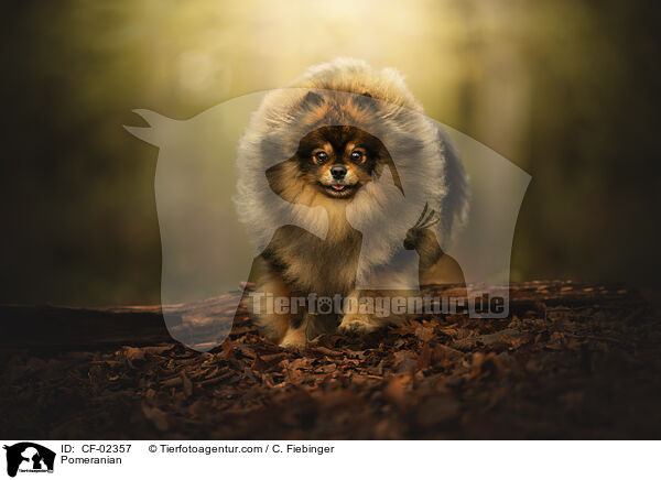 Zwergspitz / Pomeranian / CF-02357