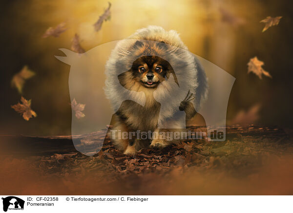 Zwergspitz / Pomeranian / CF-02358