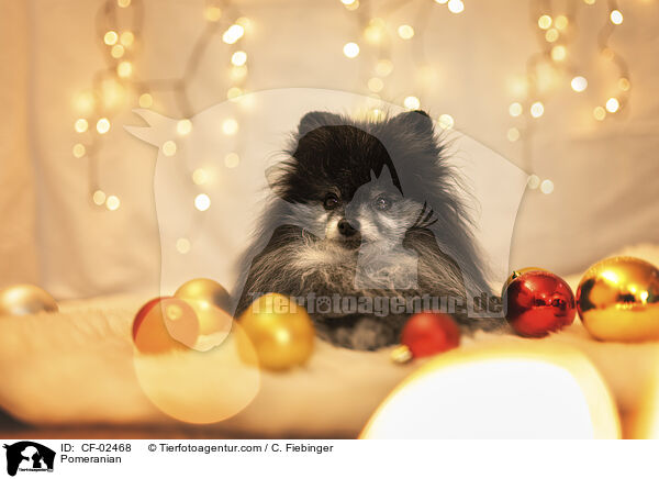 Zwergspitz / Pomeranian / CF-02468