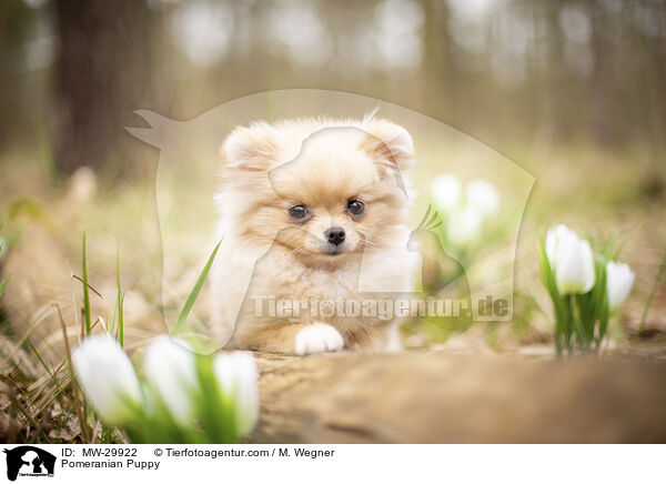 Zwergspitz Welpe / Pomeranian Puppy / MW-29922