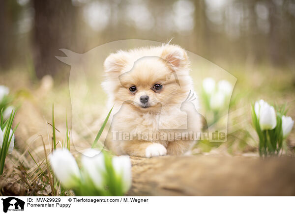 Zwergspitz Welpe / Pomeranian Puppy / MW-29929