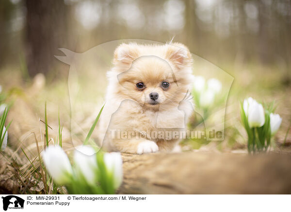 Zwergspitz Welpe / Pomeranian Puppy / MW-29931