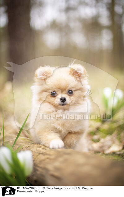 Zwergspitz Welpe / Pomeranian Puppy / MW-29936