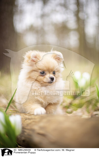 Zwergspitz Welpe / Pomeranian Puppy / MW-29939