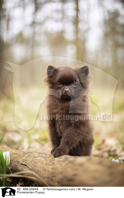 Zwergspitz Welpe / Pomeranian Puppy / MW-29949