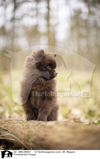 Zwergspitz Welpe / Pomeranian Puppy / MW-29951