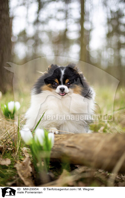 Zwergspitz Rde / male Pomeranian / MW-29954