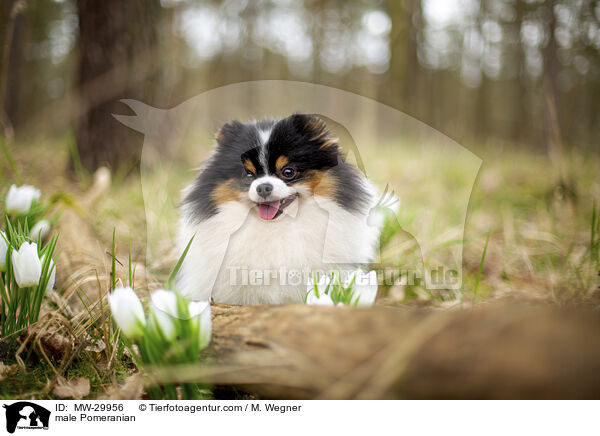 Zwergspitz Rde / male Pomeranian / MW-29956