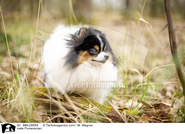 Zwergspitz Rde / male Pomeranian / MW-29958