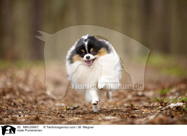 Zwergspitz Rde / male Pomeranian / MW-29967