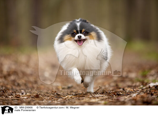 Zwergspitz Rde / male Pomeranian / MW-29968