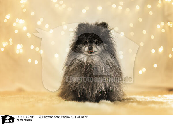 Zwergspitz / Pomeranian / CF-02794