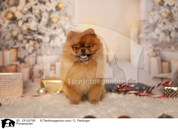 Zwergspitz / Pomeranian / CF-02795