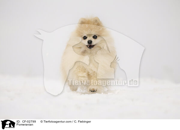 Zwergspitz / Pomeranian / CF-02799