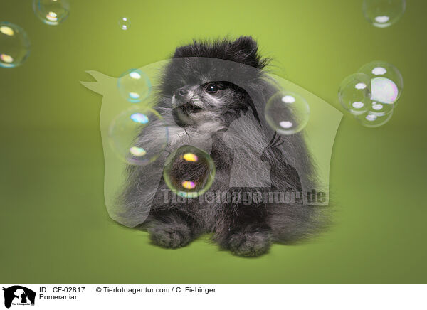 Zwergspitz / Pomeranian / CF-02817