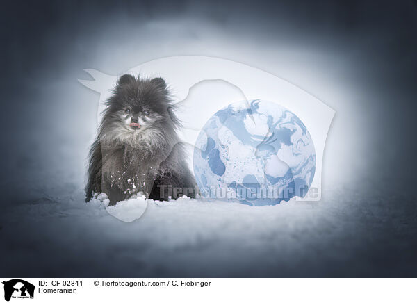 Zwergspitz / Pomeranian / CF-02841