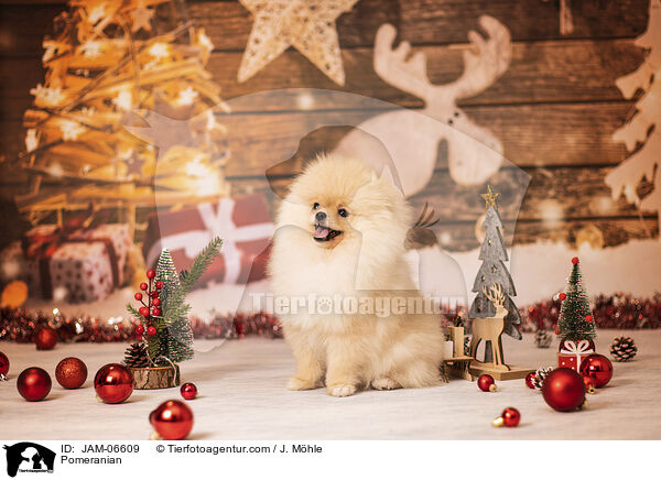 Zwergspitz / Pomeranian / JAM-06609