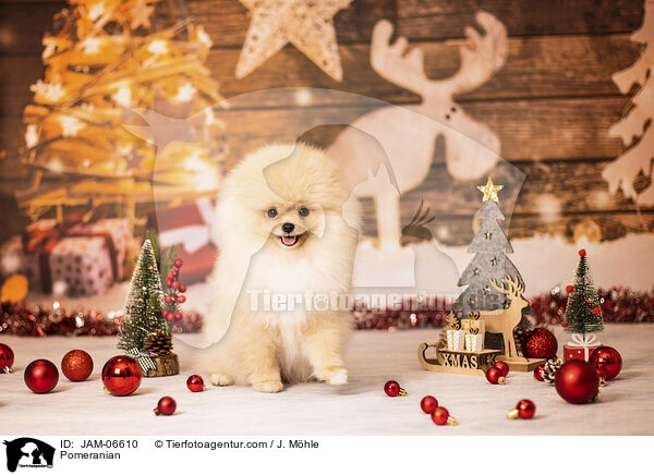 Pomeranian / JAM-06610