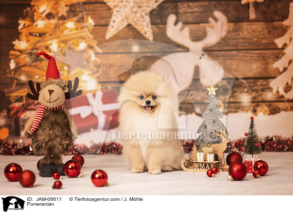 Pomeranian / JAM-06611