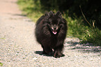 Pomeranian