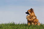 sitting Pomeranian