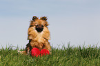 sitting Pomeranian