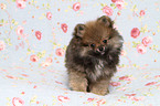 Pomeranian puppy