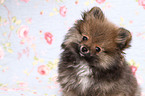 Pomeranian puppy