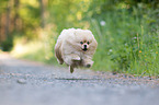 running Pomeranian