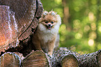 sitting Pomeranian