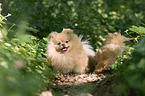 lying Pomeranian