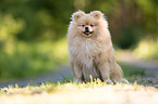 sitting Pomeranian