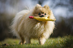 playing Pomeranian