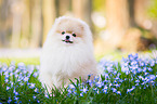 Pomeranian