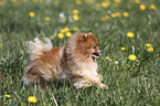 running Pomeranian