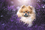 Pomeranian Portrait