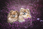 2 Pomeranians