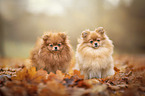 2 Pomeranians