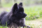 young black Pomeranian