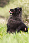 young black Pomeranian