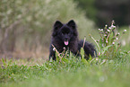 young black Pomeranian