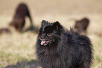 black Pomeranian